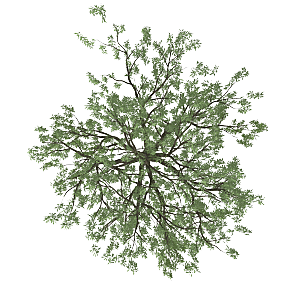 平面植物景观园林乔木灌木花草木顶视图素材