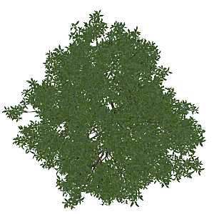 平面植物景观园林乔木灌木花草木顶视图素材