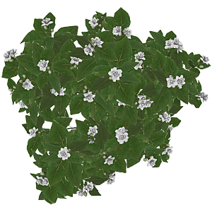平面植物景观园林乔木灌木花草木顶视图