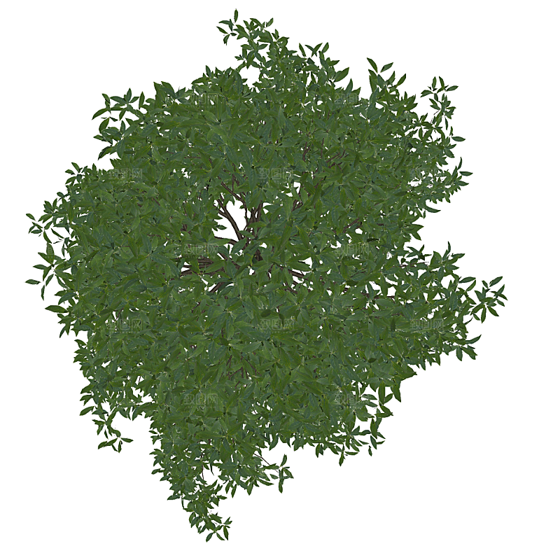 平面植物景观园林乔木灌木花草木顶视图