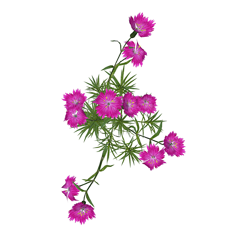 平面植物景观园林乔木灌木花草木顶视图
