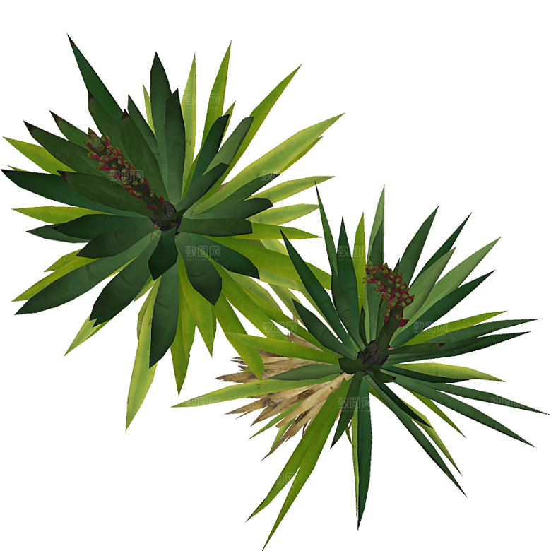 平面植物景观园林乔木灌木花草木顶视图
