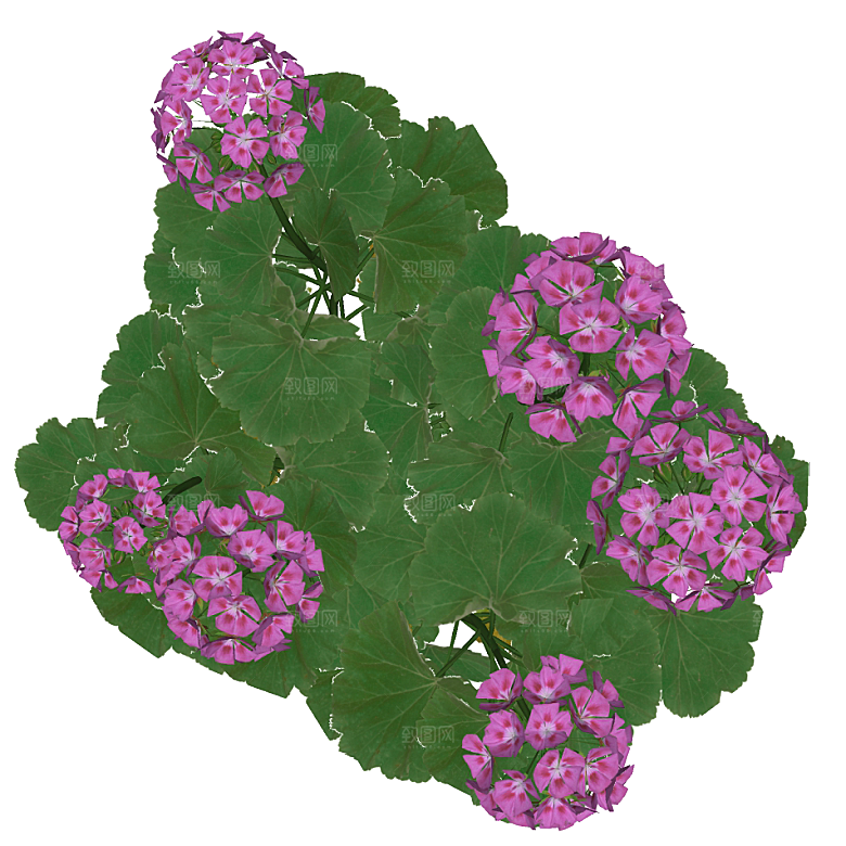 平面植物景观园林乔木灌木花草木顶视图素材
