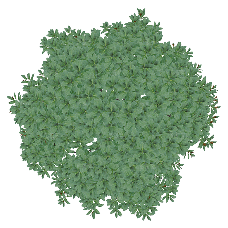平面植物景观园林乔木灌木花草木顶视图