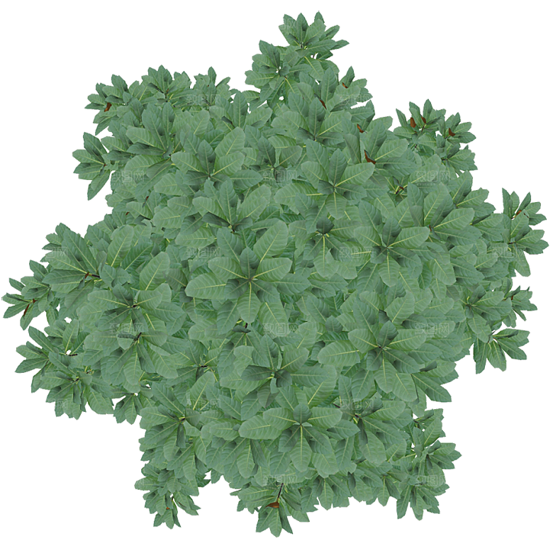 平面植物景观园林乔木灌木花草木顶视图