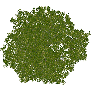 平面植物景观园林乔木灌木花草木顶视图