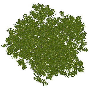 平面植物景观园林乔木灌木花草木顶视图
