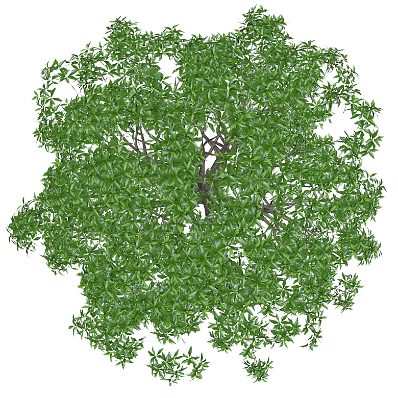 平面植物景观园林乔木灌木花草木顶视图素材