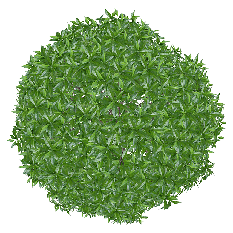 平面植物景观园林乔木灌木花草木顶视图素材