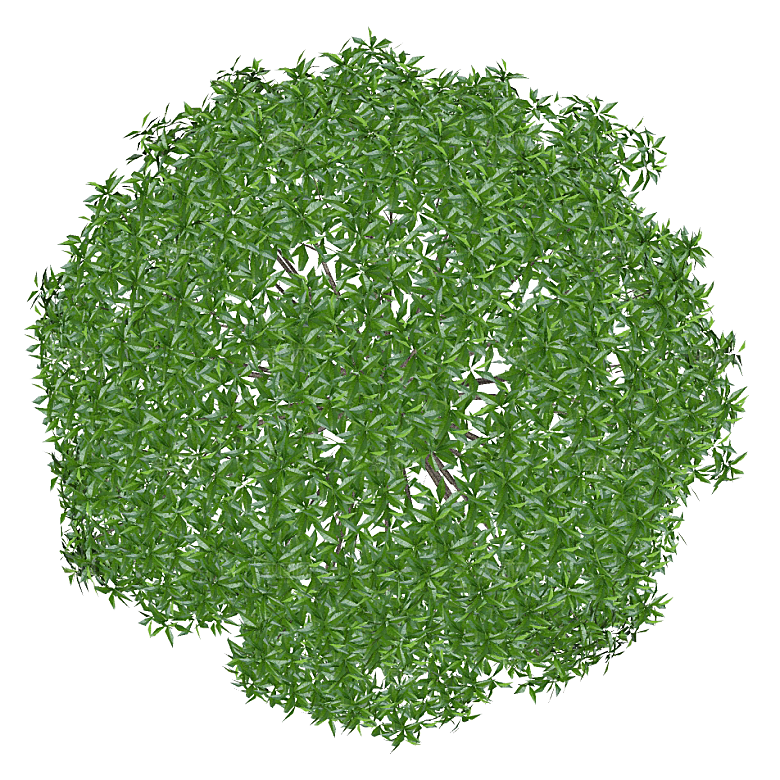 平面植物景观园林乔木灌木花草木顶视图素材