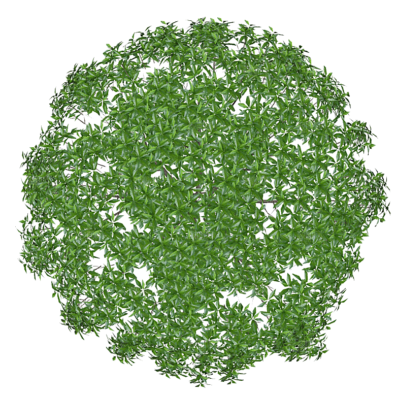 平面植物景观园林乔木灌木花草木顶视图素材