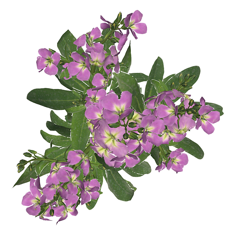 平面植物景观园林乔木灌木花草木顶视图