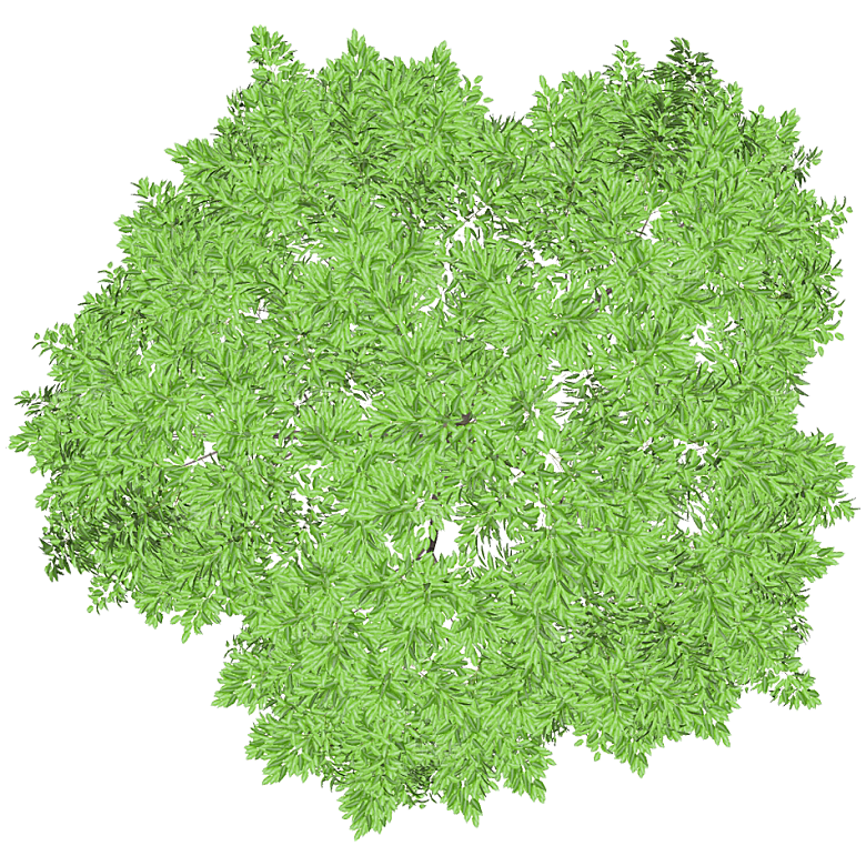 平面植物景观园林乔木灌木花草木顶视图