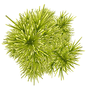 平面植物景观园林乔木灌木花草木顶视图