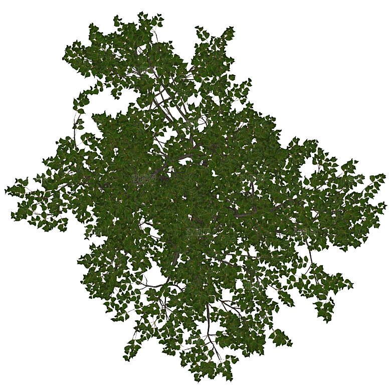 平面植物景观园林乔木灌木花草木顶视图