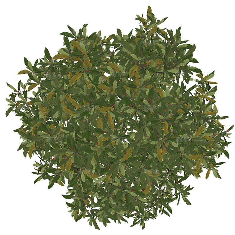 平面植物景观园林乔木灌木花草木顶视图素材