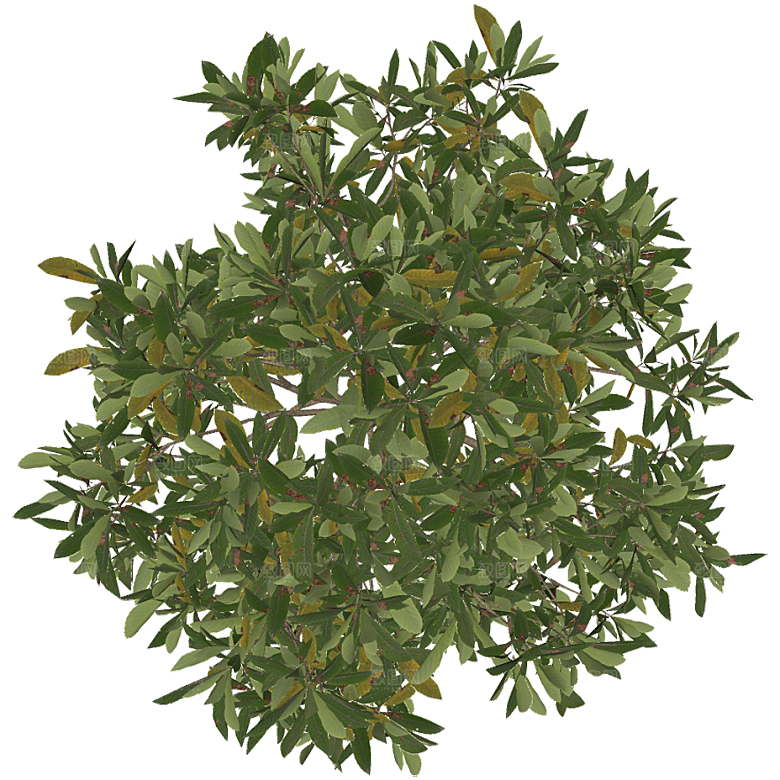平面植物景观园林乔木灌木花草木顶视图素材