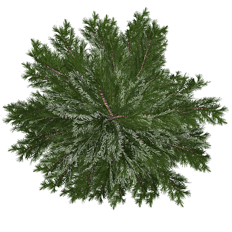 平面植物景观园林乔木灌木花草木顶视图素材