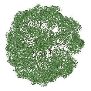 平面植物景观园林乔木灌木花草木顶视图