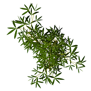 平面植物景观园林乔木灌木花草木顶视图素材