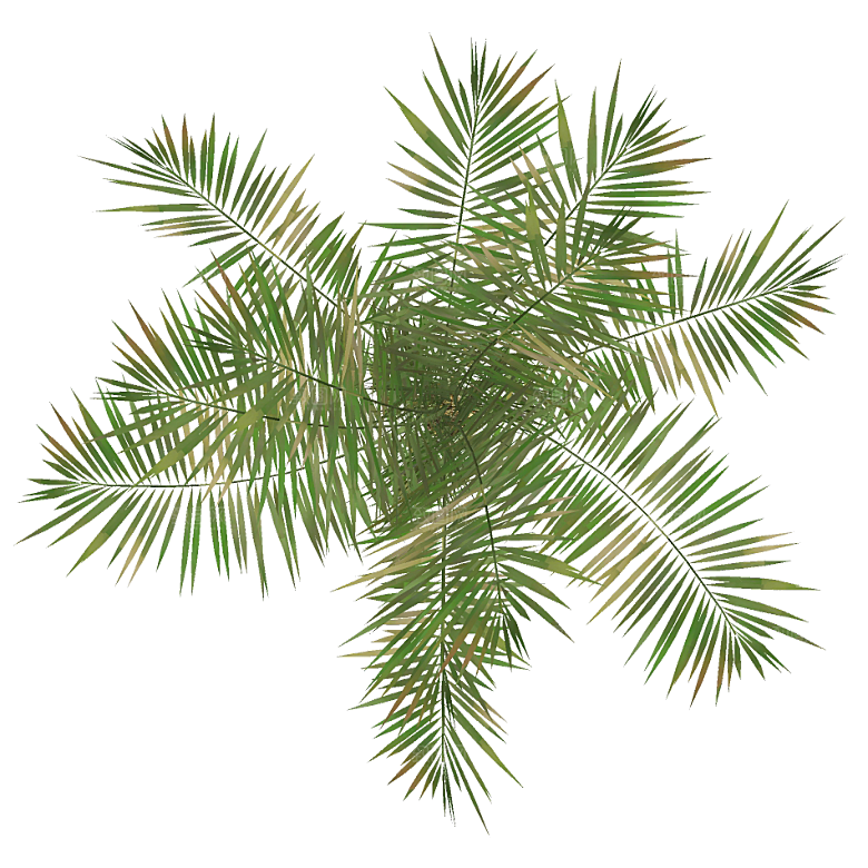 平面植物景观园林乔木灌木花草木顶视图
