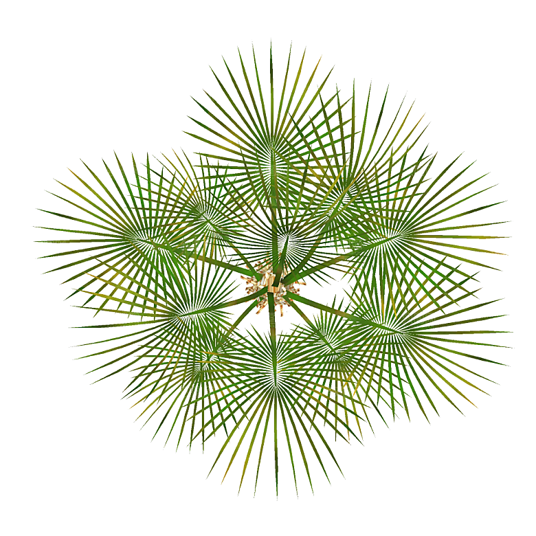 平面植物景观园林乔木灌木花草木顶视图