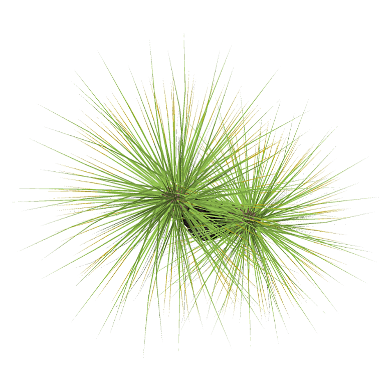 平面植物景观园林乔木灌木花草木顶视图