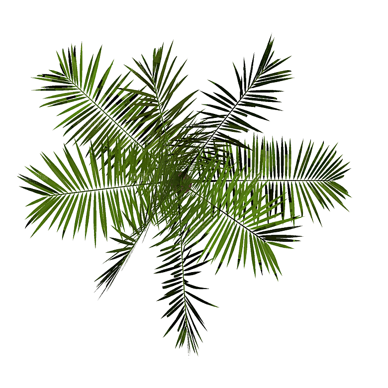 平面植物景观园林乔木灌木花草木顶视图