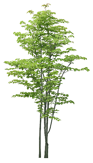 高清景观植物乔木花卉草本观赏草灌木素材