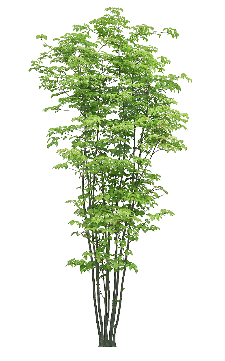 高清景观植物乔木花卉草本观赏草灌木素材