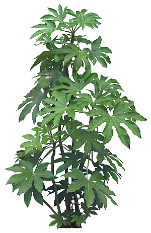 高清景观植物乔木花卉草本观赏草灌木素材