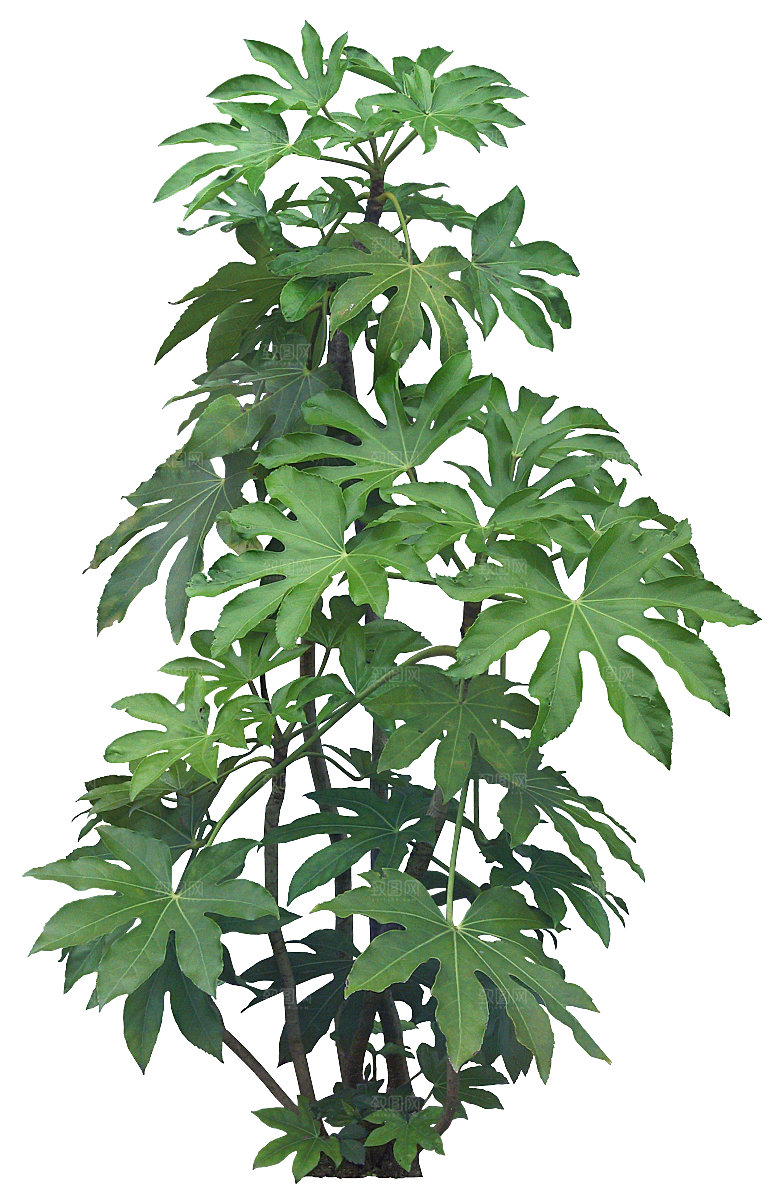 高清景观植物乔木花卉草本观赏草灌木素材
