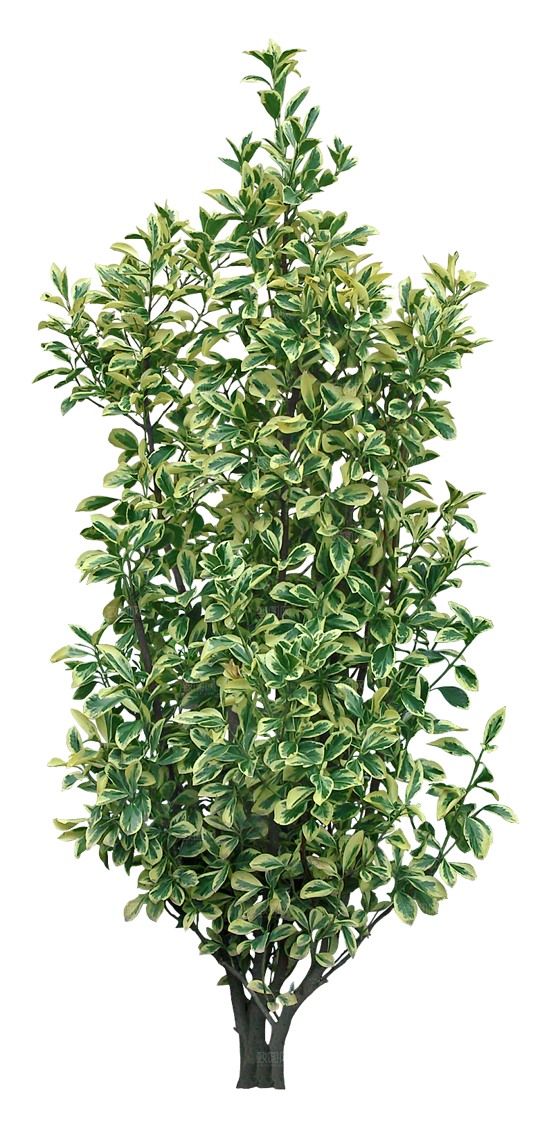 高清景观植物乔木花卉草本观赏草灌木