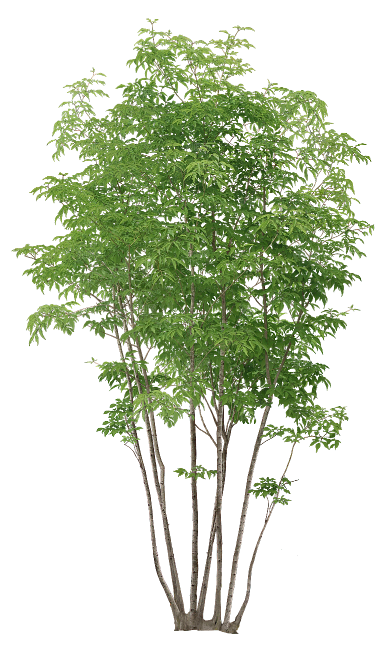 高清景观植物乔木花卉草本观赏草灌木