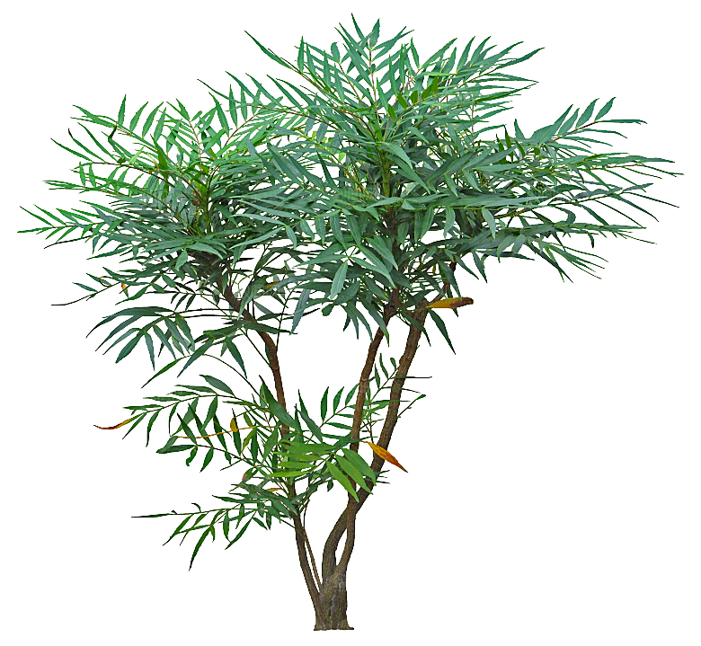 高清景观植物乔木花卉草本观赏草灌木