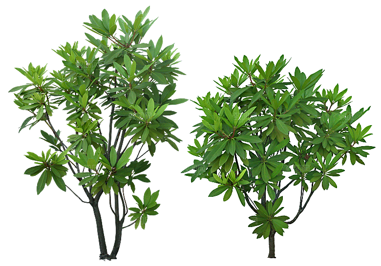高清景观植物乔木花卉草本观赏草灌木