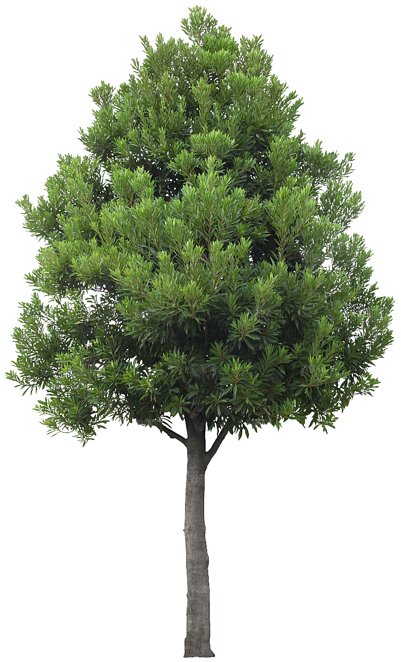 高清景观植物乔木花卉草本观赏草灌木