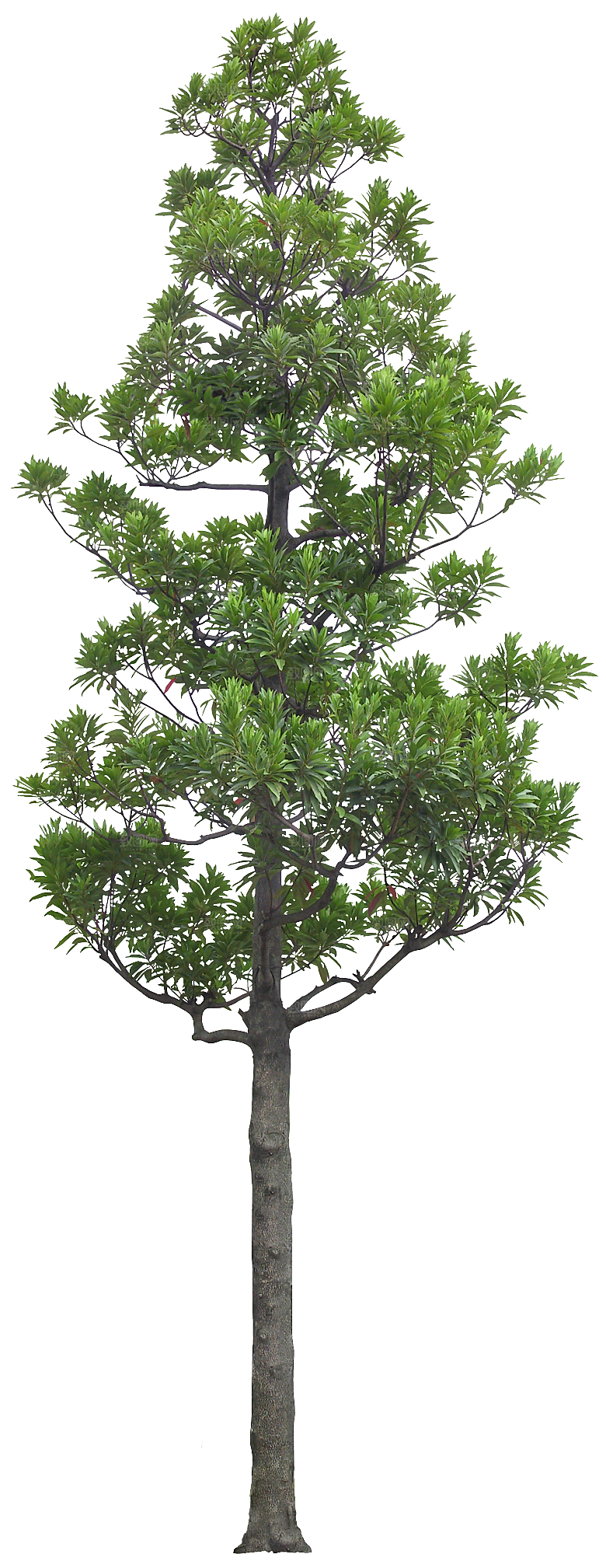高清景观植物乔木花卉草本观赏草灌木