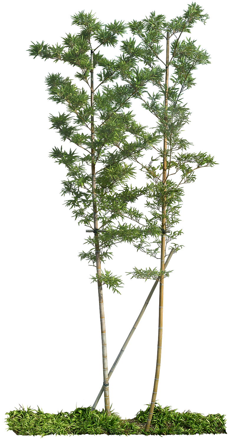 高清景观植物乔木花卉草本观赏草灌木
