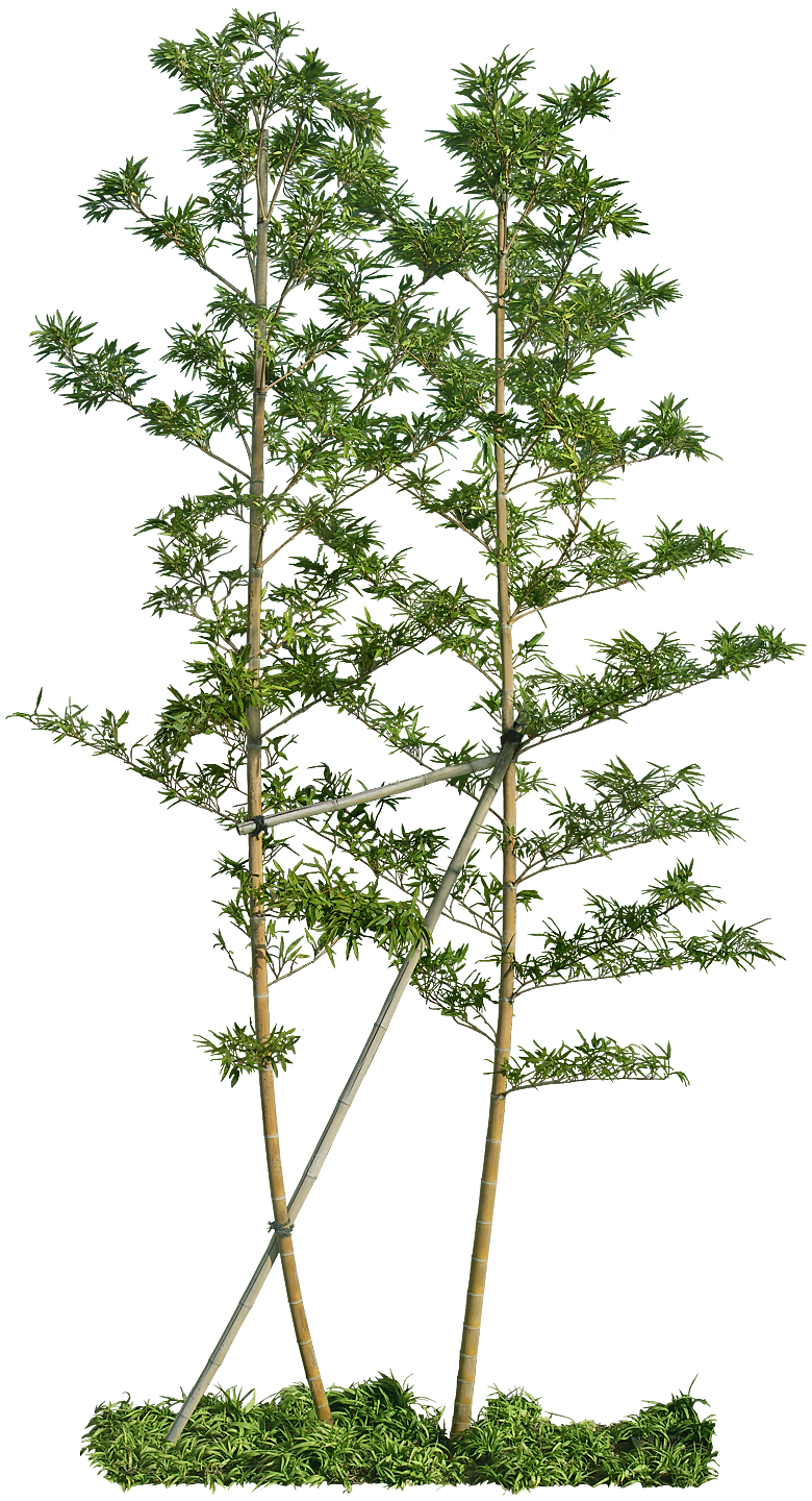高清景观植物乔木花卉草本观赏草灌木