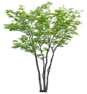 高清景观植物乔木花卉草本观赏草灌木素材