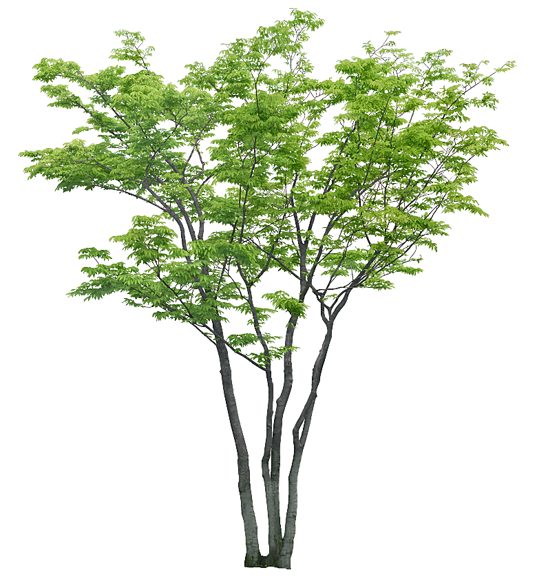 高清景观植物乔木花卉草本观赏草灌木素材