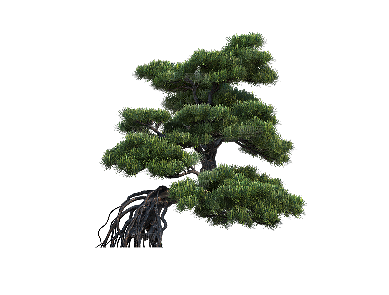 高清景观植物乔木花卉草本观赏草灌木素材
