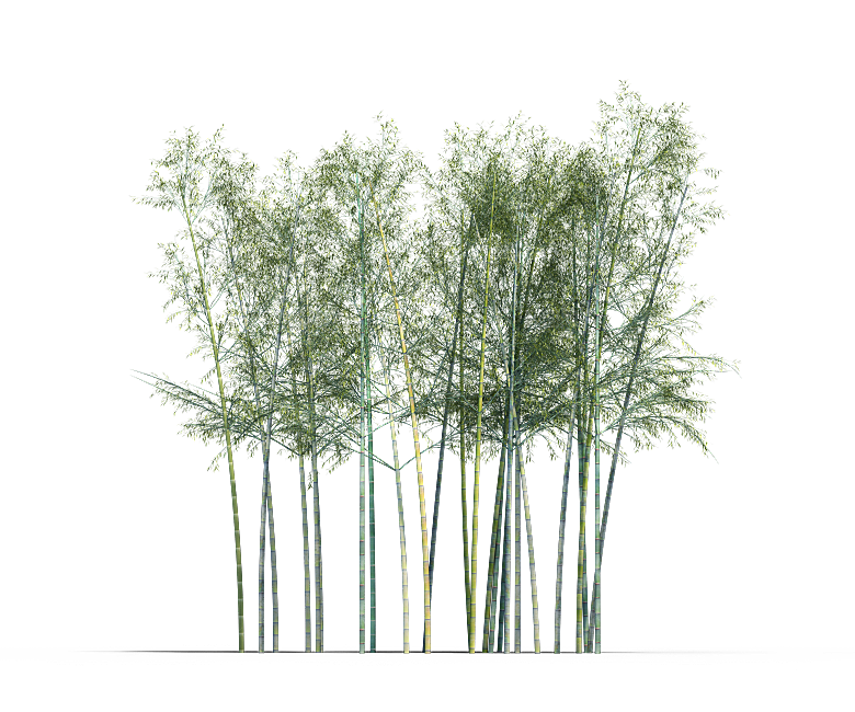 高清景观植物乔木花卉草本观赏草灌木