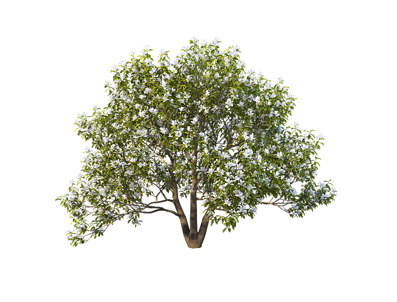 高清景观植物乔木花卉草本观赏草灌木