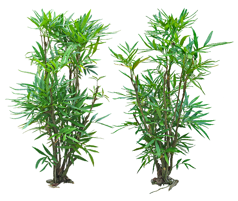 高清景观植物乔木花卉草本观赏草灌木