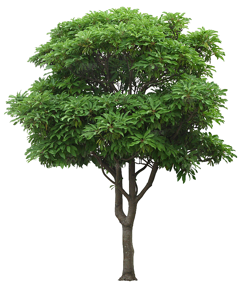 高清景观植物乔木花卉草本观赏草灌木素材