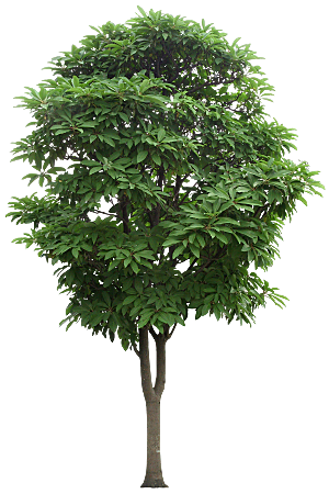 高清景观植物乔木花卉草本观赏草灌木素材