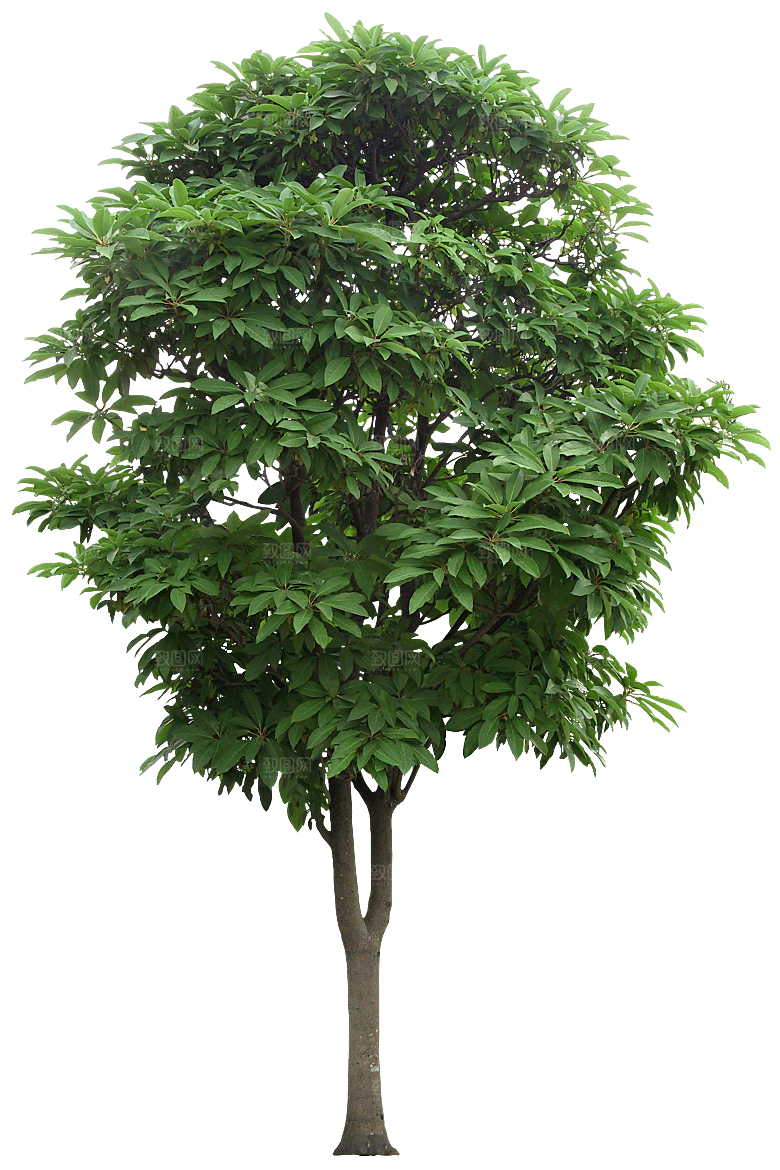 高清景观植物乔木花卉草本观赏草灌木素材