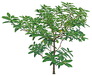 高清景观植物乔木花卉草本观赏草灌木素材